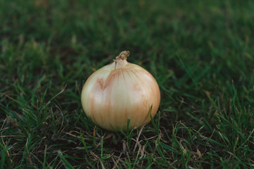 Freshly harvested onions on green grass background in field outdoors with copy space for text. Homegrown vegetables concept.