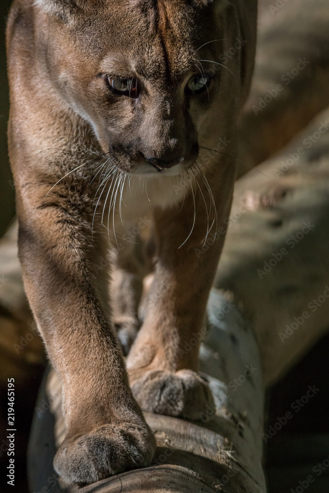 Fotografering, Plakater og kunstutskrifter | Kjøp hos Europosters.noOnça  Parda / Puma (Puma concolor)