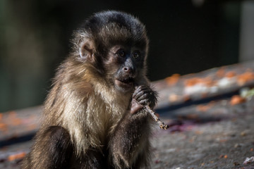 Wall Mural - Macaco Prego / Tufted Capuchin (Sapajus apella)