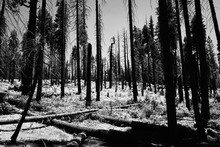 Fire Forest Trees