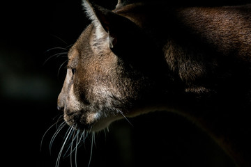 Wall Mural - Onça Parda / Puma (Puma concolor)