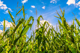 Fototapeta Dziecięca - green corn field and sun