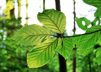 Twig of beech leaves backlit by the sun