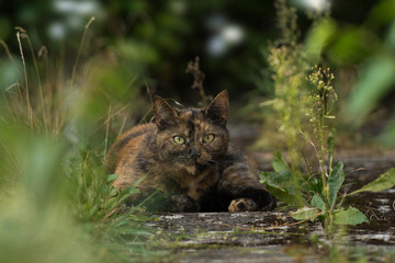 Wall Mural - Katze liegt im Garten