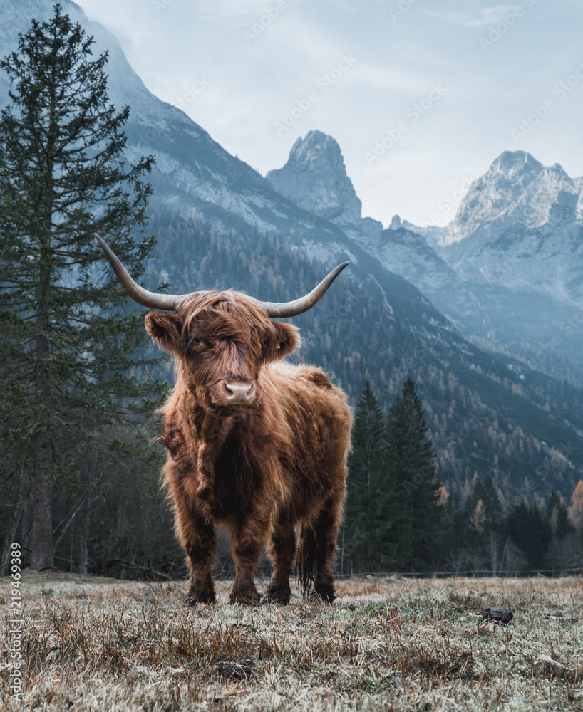 Single Bautiful Highland Cattle standing alone on a frozen Meadow in front of Huge Peaks in the Italian Dolomites - obrazy, fototapety, plakaty 