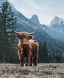 Single Bautiful Highland Cattle standing alone on a frozen Meadow in front of Huge Peaks in the Italian Dolomites