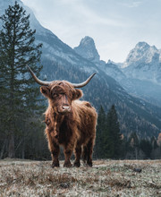 Single Bautiful Highland Cattle Standing Alone On A Frozen Meadow In Front Of Huge Peaks In The Italian Dolomites