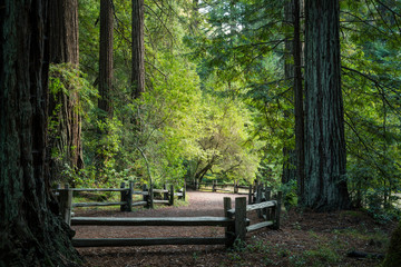 Big Basin Redwood State Park