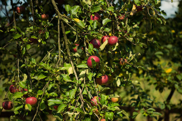 Wall Mural - Growing apples in an environmentally friendly environment