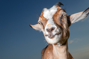 Very nice goat on the dark blue sky background  with a smile looking at us