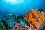 Fototapeta Do akwarium - A beautiful, colorful and healthy tropical coral reef in Asia
