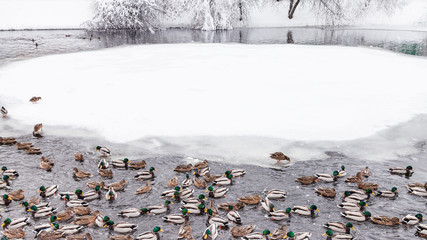 Sticker - ducks and drakes swimming in pond in winter