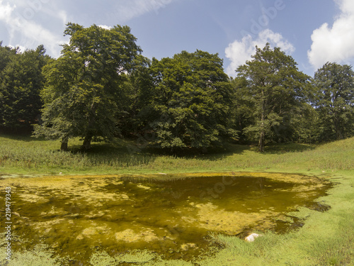 Fotografia, Obraz pond with stagnant water near trees in the mountains