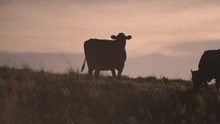 Sunset Over Cattle In Field