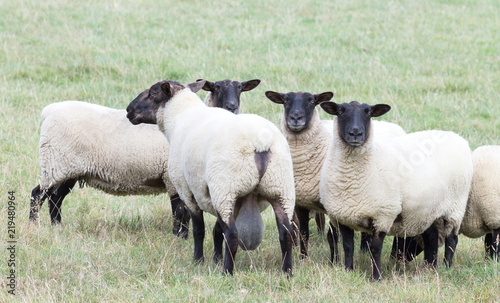 Fotomural Close up image of New Zealand Suffolk Sheep
