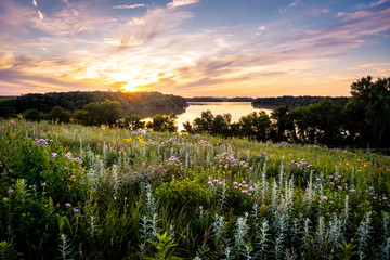 wildflowers over the lake at sunset