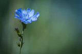 Fototapeta  - niebieski kwiat