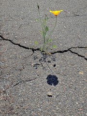 Flower and city