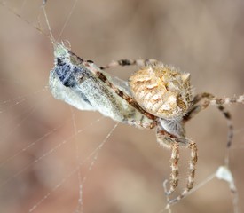 Spider eating moth 