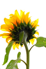 Wall Mural - Blooming Sunflowers in a farm field at countryside in Taiwan