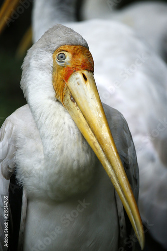 Fotografia Head of Yellow-billed stork with in a park in Malaysia