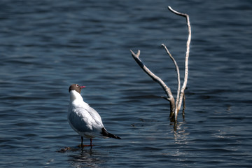 Sticker - Möwe im Wasser