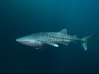 Wall Mural - Whale shark from the side