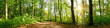 canvas print picture - Panorama of a forest with path and bright sun shining through the trees