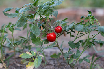 growing tomato