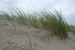 © Erik - Strandhafer im Wind