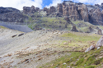 Wall Mural - troupeau de mouton dans le mercantour