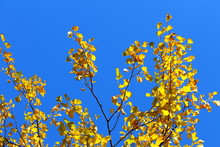 Yellow Poplar Leaves At The Crown Of A Tree And Clear Blue Sky On A Sunny Autumn Day
