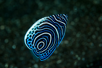 Emperor Angelfish Pomacanthus imperator Juvenile