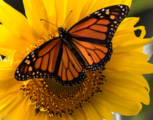 Monarch Butterfly On A Sunflower