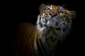 Wall Mural - Tiger portrait in front of black background