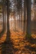 Autumn forest, sunshine under the trees, morning 2