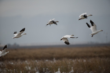 Wall Mural - Flying white geese in wild flock