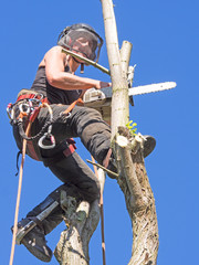 Wall Mural - Working in the tree top