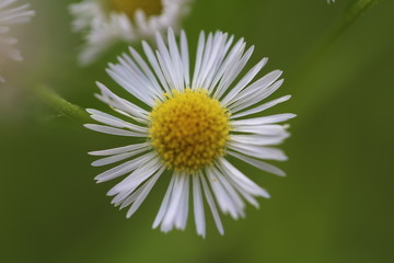 Annual white top eastern daisy fleabane