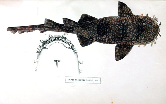 Illustration of animal