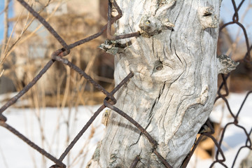 Old Rabitz net grew into a tree