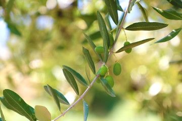 unripe olives on branch