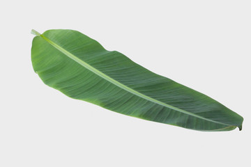 Wall Mural - banana leaf isolated on white background with clipping path.