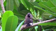 Little Bird Common Myna Or Indian Myna Bird On Tree 