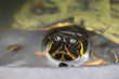 Głowa żółwia żółtobrzuchego, ujęcie makro. 
