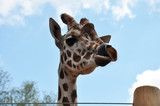 Fototapeta Zwierzęta - Giraffe in zoo
