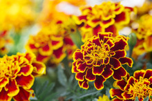 Lots Of Beautiful Flowers In The Garden. They Are Often Called French Marigold (Tagetes Patula).