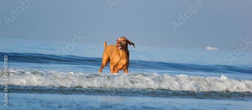 Vizsla dog outdoor portrait in ocean surf Wallpaper Mural