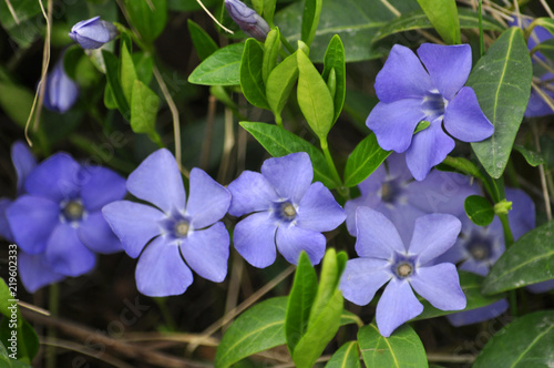 Cuadros en Lienzo Cruciform periwinkle with blue flowers