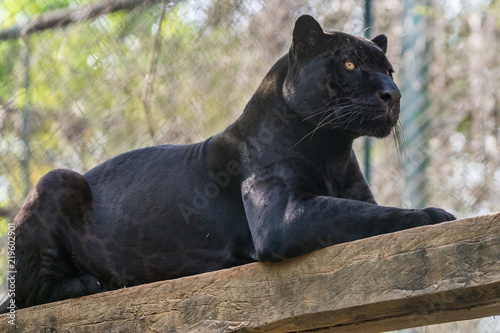 Cuadros en Lienzo Onça Pintada / Jaguar (Panthera onca)
